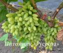 Виноград Кишмиш "Столетие" ("Centennial Seedless")