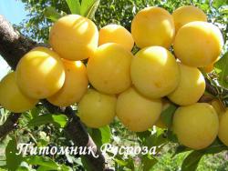Алыча "Царская" КРУПНОМЕР 7-8 лет
