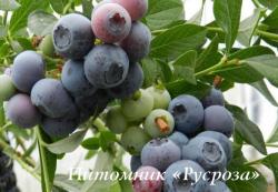 Голубика "Денис Блю" КРУПНОМЕР 7-8 лет