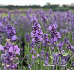 Лаванда узколистная "Ellagance Purple"