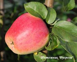 Яблоня "Кандиль" КРУПНОМЕР 6-7 лет