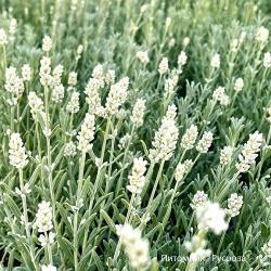 Лаванда узколистная "White Scent Early"