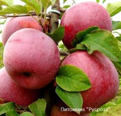 Яблоня многосортовая 7-8 лет в ассортименте