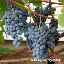 Виноград "Аделмаус"