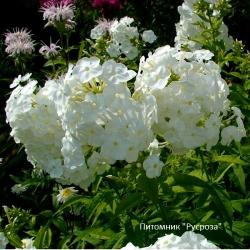 Флокс метельчатый "White Admiral"