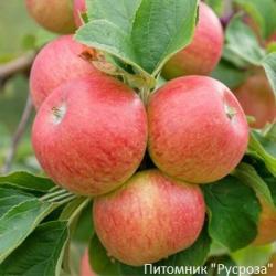 Яблоня "Алкмане"