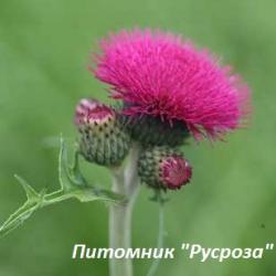 Бодяк ручейный "Atropurpureum"