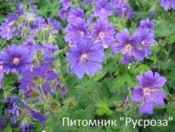 Герань гималайская "Baby Blue"