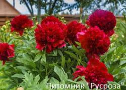 Пион "BELGRAVIA"