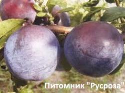 Слива "Блэк Стар"