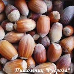 Фундук "Боровский"