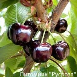 Черешня многосортовая КРУПНОМЕР 7-8 лет