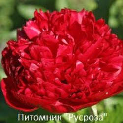 Пион "CHRISTMAS VELVET"