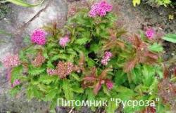 Спирея японская "Crispa"