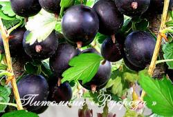 Крыжовник бесшипный "Командор" 4 года