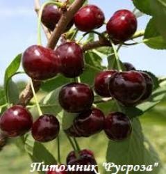 Вишня "Морозовка" КРУПНОМЕР 7-8 лет