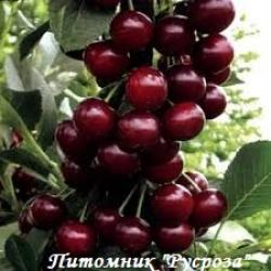 Вишня "Облачинская" КРУПНОМЕР 7-8 лет