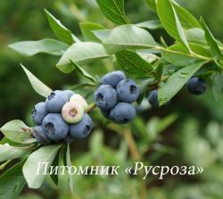 Голубика "Патриот" КРУПНОМЕР 7-8 лет