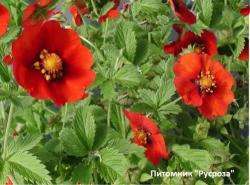 Лапчатка "Red Giant" (Potentilla)