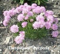 Армерия "Rosea Compacta"