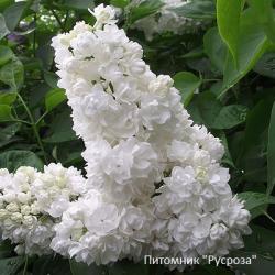 Сирень "Русский север"