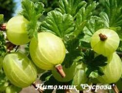 Крыжовник бесшипный "Шалун"