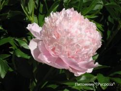 Пион "SWEET SIXTEEN"