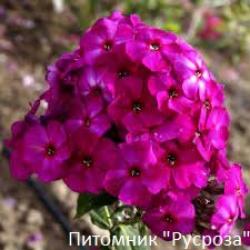 Флокс метельчатый "The King"
