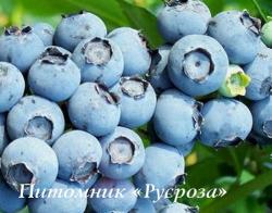 Голубика "Торо" КРУПНОМЕР 7-8 лет