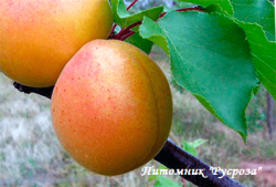 Абрикос "Царский" КРУПНОМЕР 7-8 лет