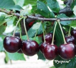 Вишня "Загорьевка" КРУПНОМЕР 7-8 лет
