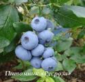 Голубика "Бонус" КРУПНОМЕР 7-8 лет