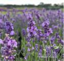 Лаванда узколистная "Ellagance Purple"