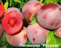 Слива "Санта Роза"