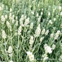 Лаванда узколистная "White Scent Early"