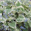 Бруннера крупнолистная Variegata (Brunnera macrophylla)