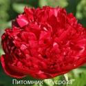 Пион "CHRISTMAS VELVET"