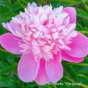 Пион ROSE D'AMOUR