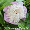 Пион "ROSE DELIGHT"