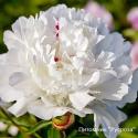 Пион "WHITE ELEGANCE"