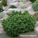 Сосна горная (Pinus mugo)
