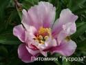Пион "SONOMA OPAL"