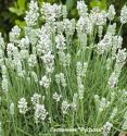 Лаванда "Scent White Compact" (Lavandula angustifolia)