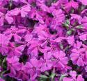 Флокс шиловидный "Spring Hot Pink"