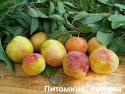 Слива "Соррисо ди Примавера"