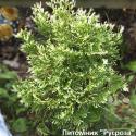 Туя западная "Вариегата (Variegata)"